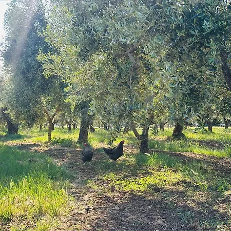 Agriturismo il Tripesce-2